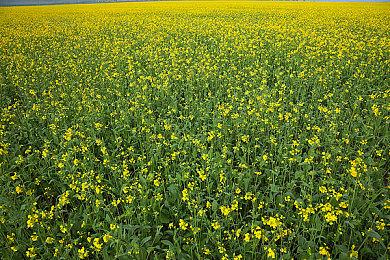 3DM速报：动视暴雪性丑闻解雇近40名员工 次世代主机黄牛不感愧疚